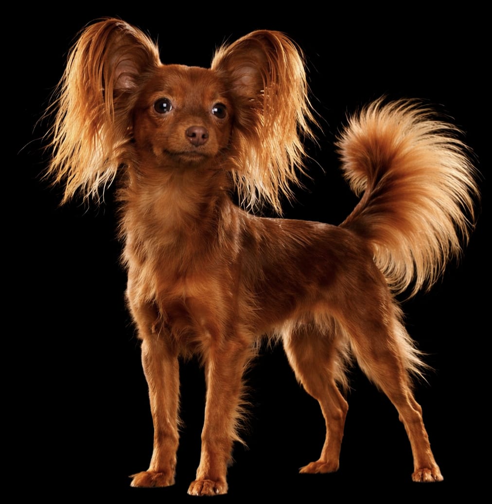 Justice ze Cvrčovic